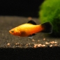 Preview: Platy Sunset-wagtail NEON, Xiphophorus maculatus var. sunset-wagtail neon